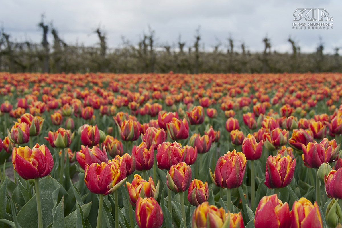 Bloeiende tulpen in Zeeland In de lente staan in het noorden van Zeeland op heel wat plaatsen tulpenvelden in bloei. Ik stond op een mooie lentedag bij zonsopgang dan ook klaar om deze kleurenpracht te fotograferen. Stefan Cruysberghs